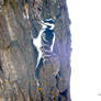 Female Hairy Woodpecker of Bowness