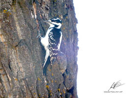 Female Hairy Woodpecker of Bowness