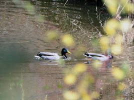 Ducks Through The Brush in oil
