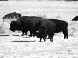 Winter Bison