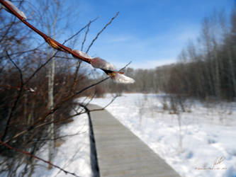 Young Pussy Willow of Early Spring