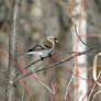 Common Redpoll Female