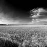 The Wheat Harvest Ready