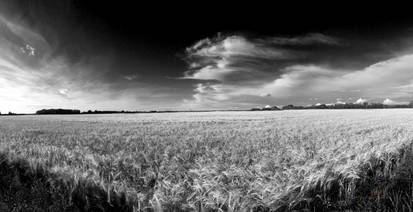 The Wheat Harvest Ready