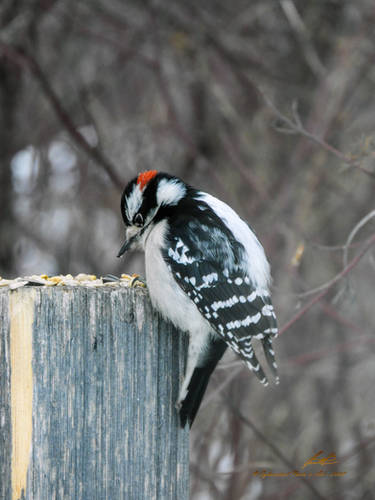 Male Downy Woodpecker