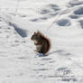 Little Furry Buddy