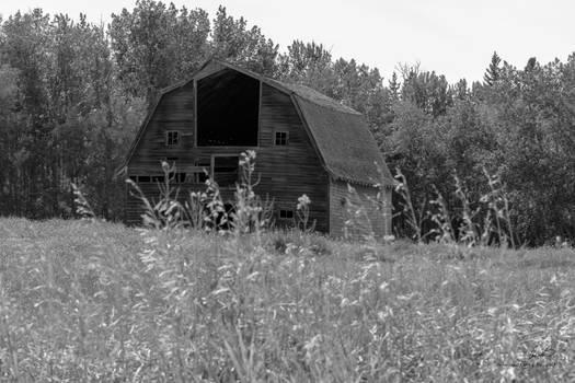 An Old Barn In The Field