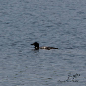 Common Loon on the Lake