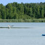 Paddleing About The Lake