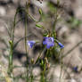 Harebells On The Hillside