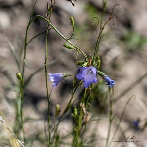 Harebells On The Hillside