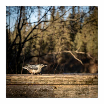 White Breasted nuthatch