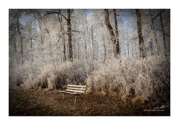 Heavy Frost in the Park