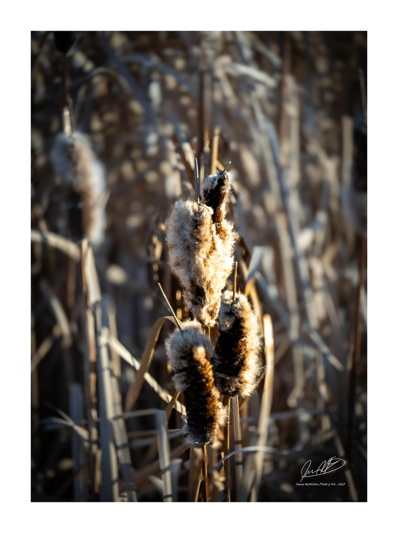Tule Reeds Winter Winter Reeds II by James-McMillan on DeviantArt