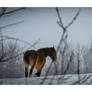 Horses on the Snowy Range