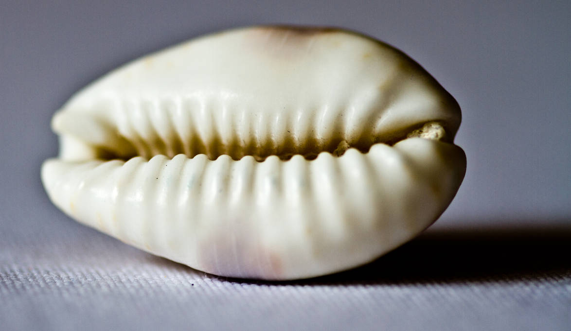 Baby Cowrie Shell by kingofgibraltar on DeviantArt