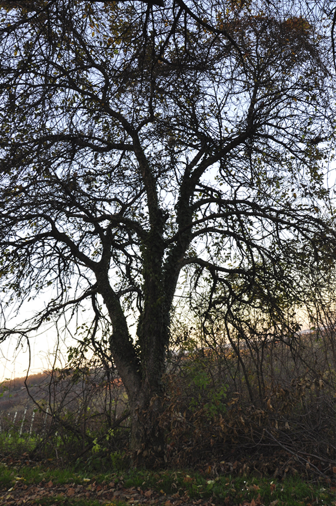 moody tree