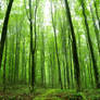 green forest stock
