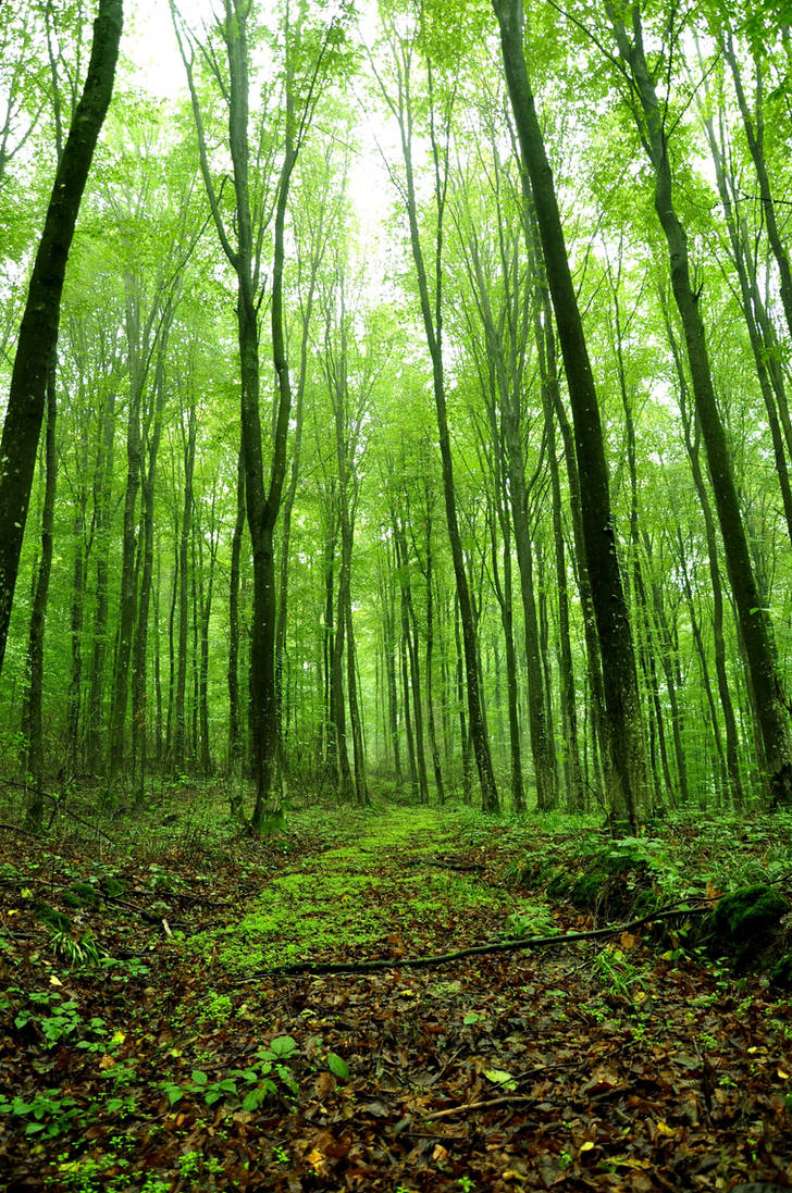 green forest stock by marlene-stock