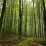 green forest stock large