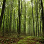 green forest stock large