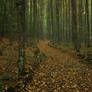 autumn path 2