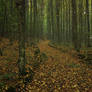 autumn path 2