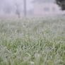 frozen grass stock