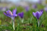 Spring 01 by ilse-de-goede
