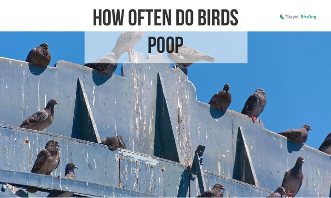 How Often Do Birds Poop By Thayerbirding On DeviantArt how-often-do-birds-poop-by-thayerbirding-on-deviantart