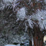 Frosted Needles