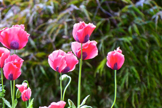 Pink Poppies