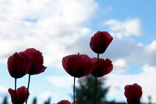 Pink Poppies 2
