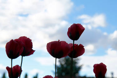 Pink Poppies 2