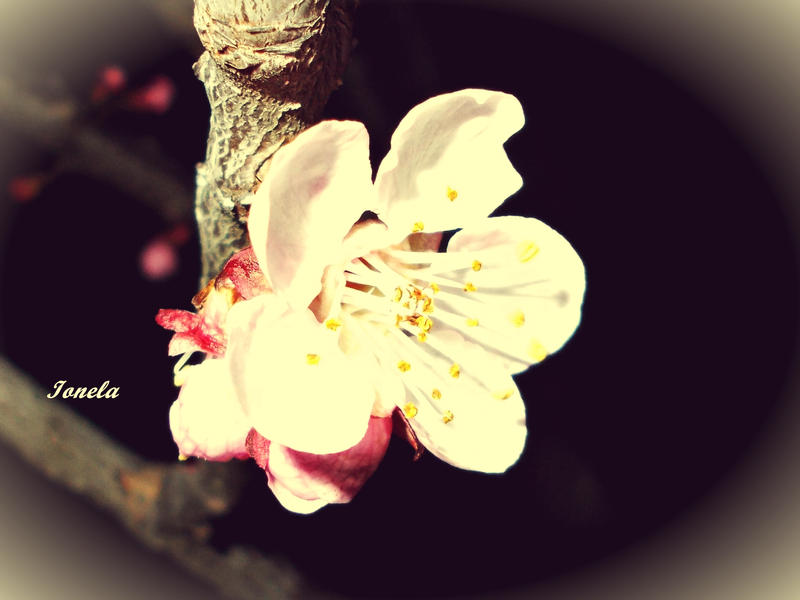 A pink flower.