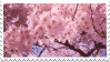cherry blossoms stamp by heartsickdreams