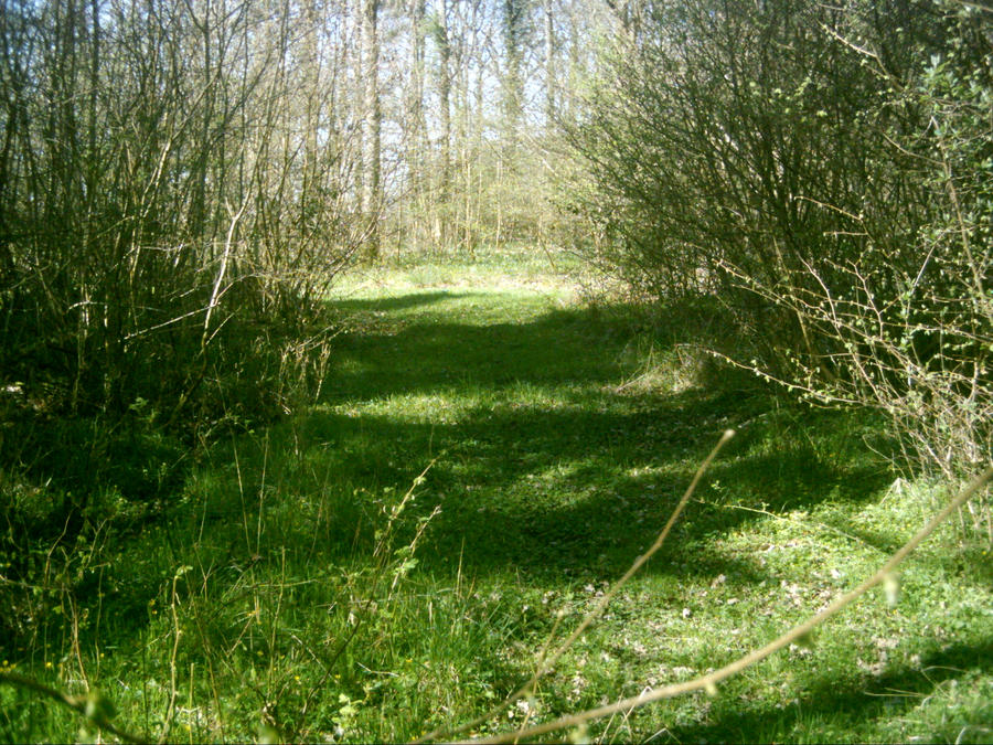 Forest Pathway