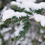 Snow on branch