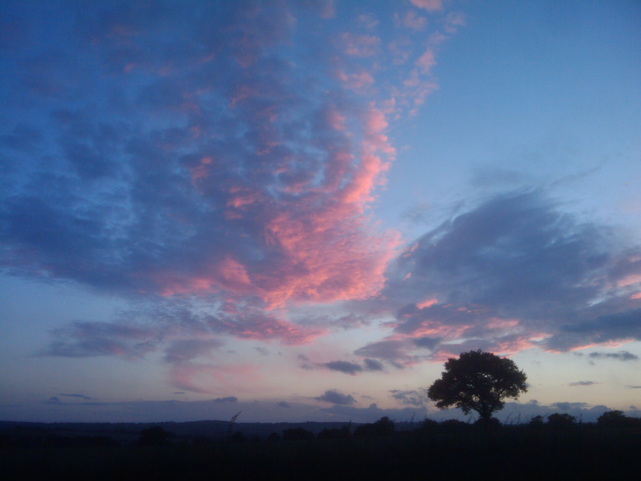 Tree At Sunset