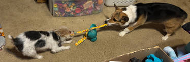 Tug-O-War