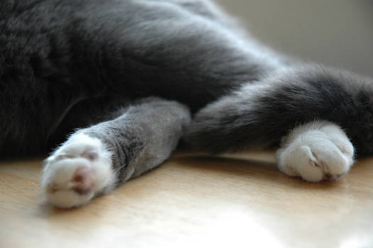 Smokey's Feet