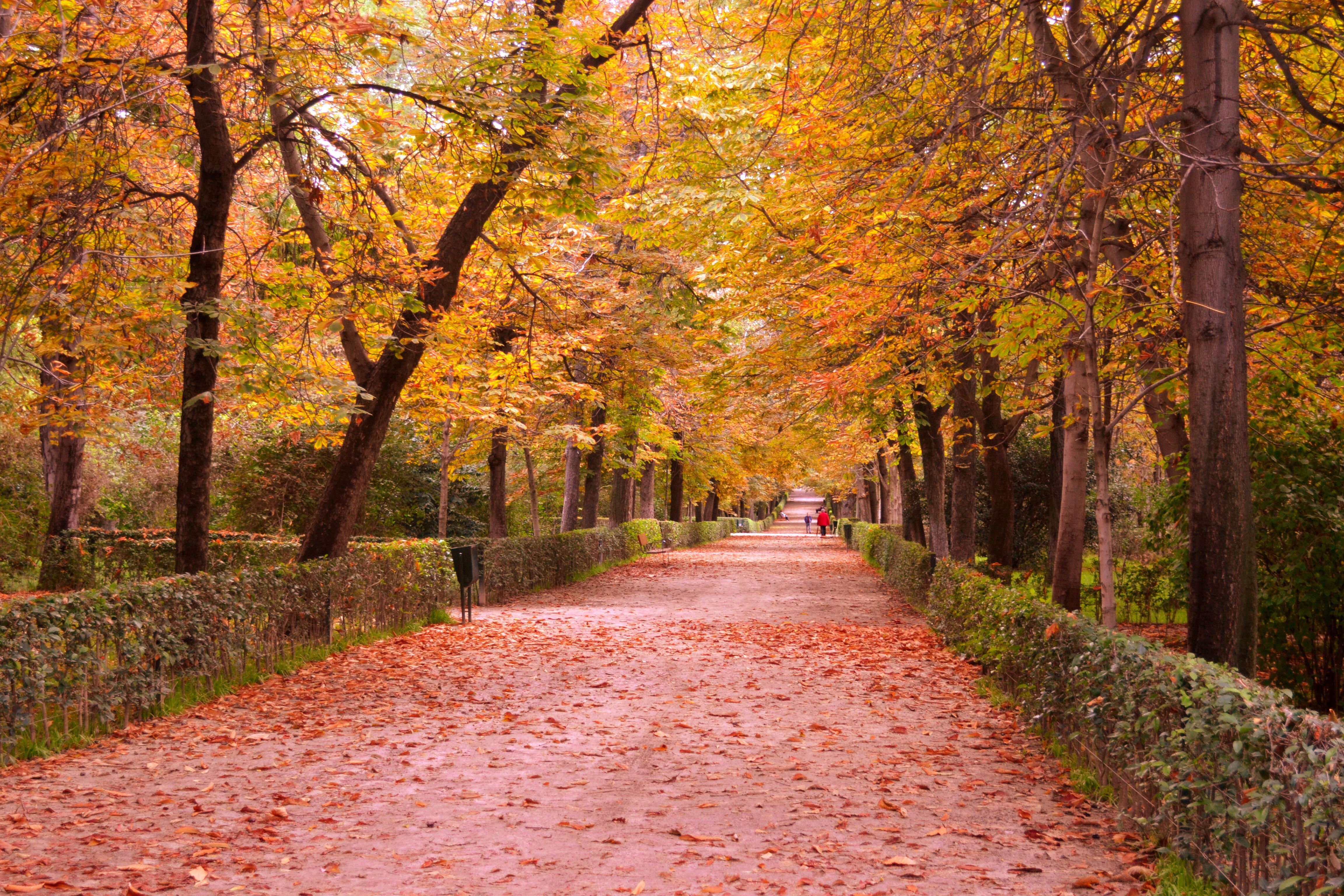 Autumn Road