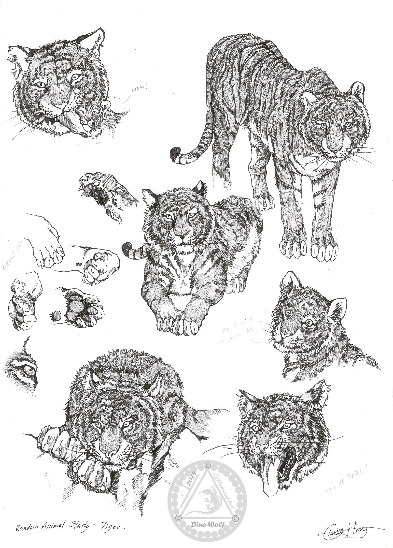 Random Animal Study - Tiger