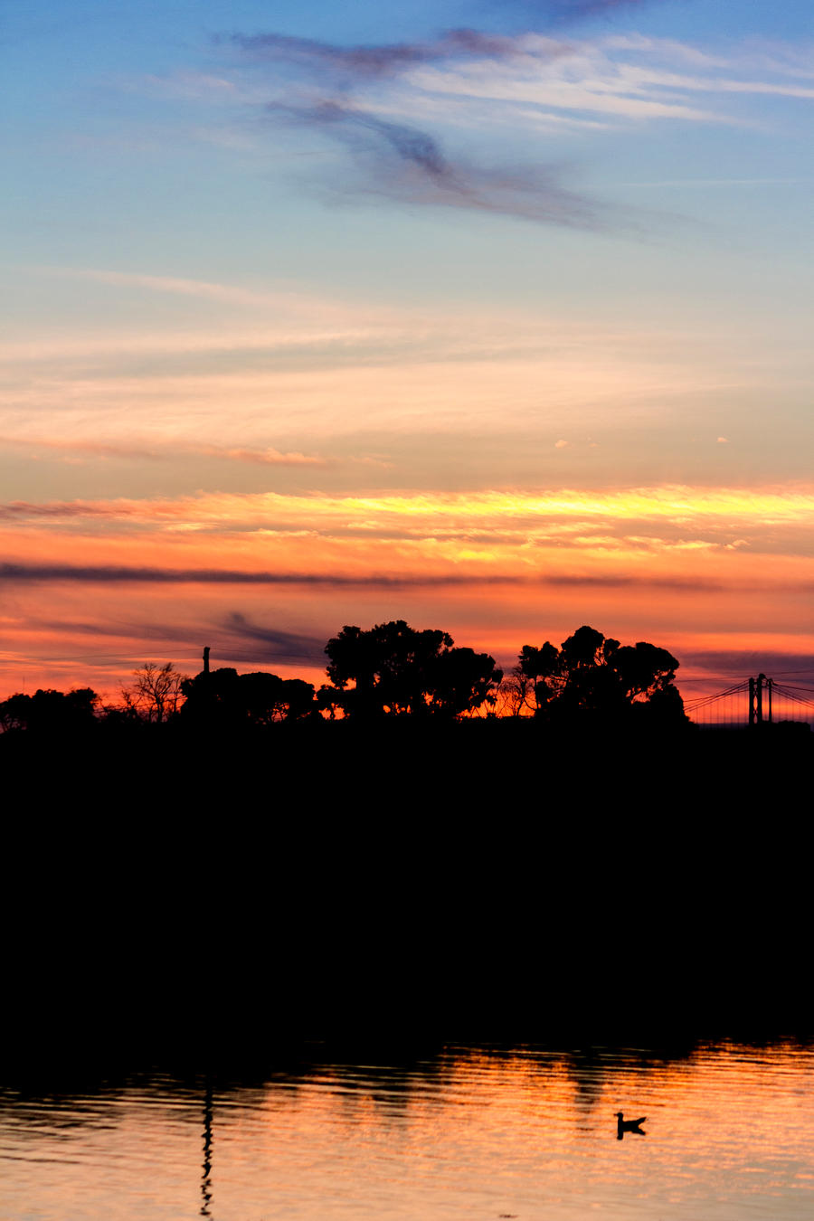 Bird in Sunset