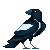hopping magpie