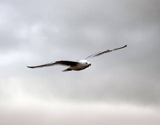 Flying Gull