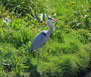 Gray heron