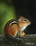 Chipmunk by RobAndersonJr