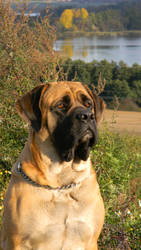 Dog with Mask