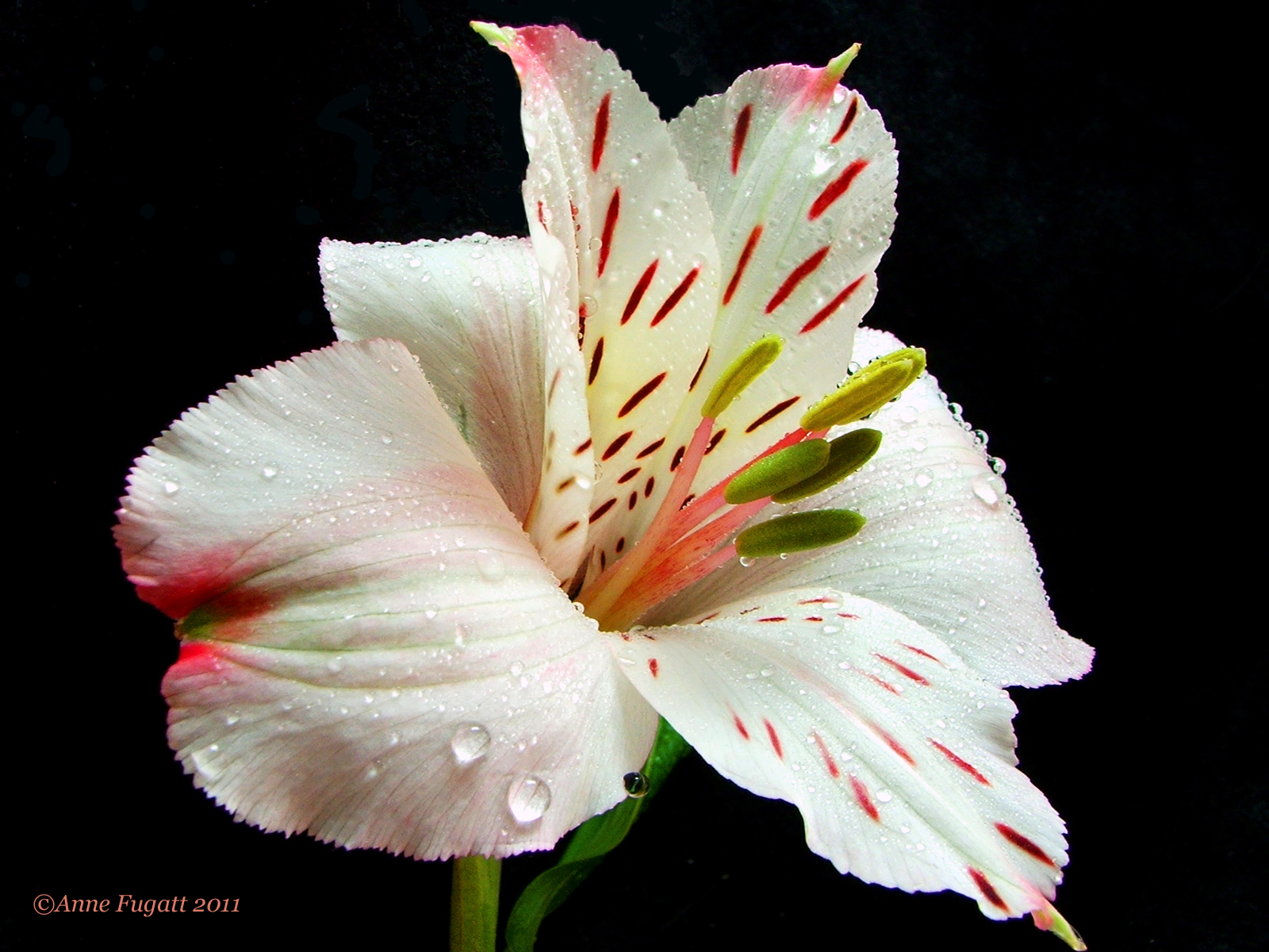 Wet Flower